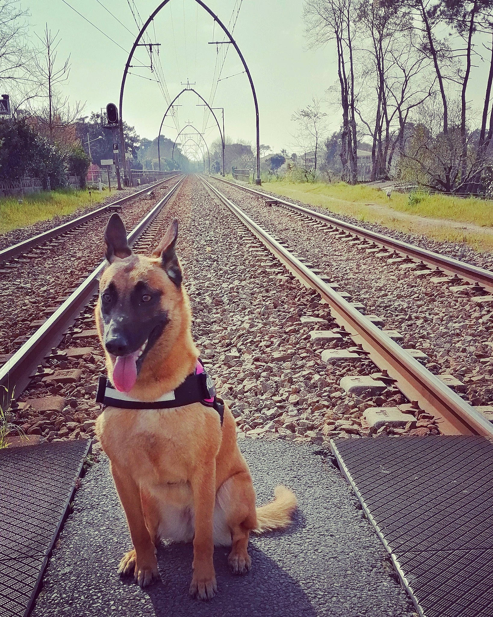 Nala a rejoint le concours — aidez-le/la à gagner de superbes lots ! asphalt, carnivore, collar, companion_dog, dog, dog_breed, dog_collar, fawn, infrastructure, leash, line, pet_supply, plant, road, road_surface, rolling, sky, snout, tail, tree