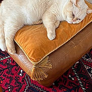 Minou participe au concours pour gagner de l'argent avec cette photo : cat, sleeping, pillow, leather, ottoman, rug, indoor, furniture, cozy, relaxing, cream_color, pet, home, decor, floor, patterned, soft, resting, animal, domestic