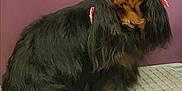 Louna a rejoint le concours — aidez-le/la à gagner de superbes lots ! canidae, carnivore, cavalier_king_charles_spaniel, companion_dog, dog, dog_breed, fawn, king_charles_spaniel, mammal, rare_breed_dog, snout, spaniel, sporting_group, toy_dog, vertebrate