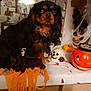 Louna participe au concours pour gagner de l'argent avec cette photo : canidae, carnivore, cavalier_king_charles_spaniel, companion_dog, dog, dog_breed, king_charles_spaniel, spaniel, sporting_group, toy_dog, trick_or_treat