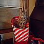 bag, blinds, cat, collar, cozy, curtains, decor, feline, furniture, gift_bag, holiday, indoor, looking, pet, red, sitting, striped, tabby, white, window