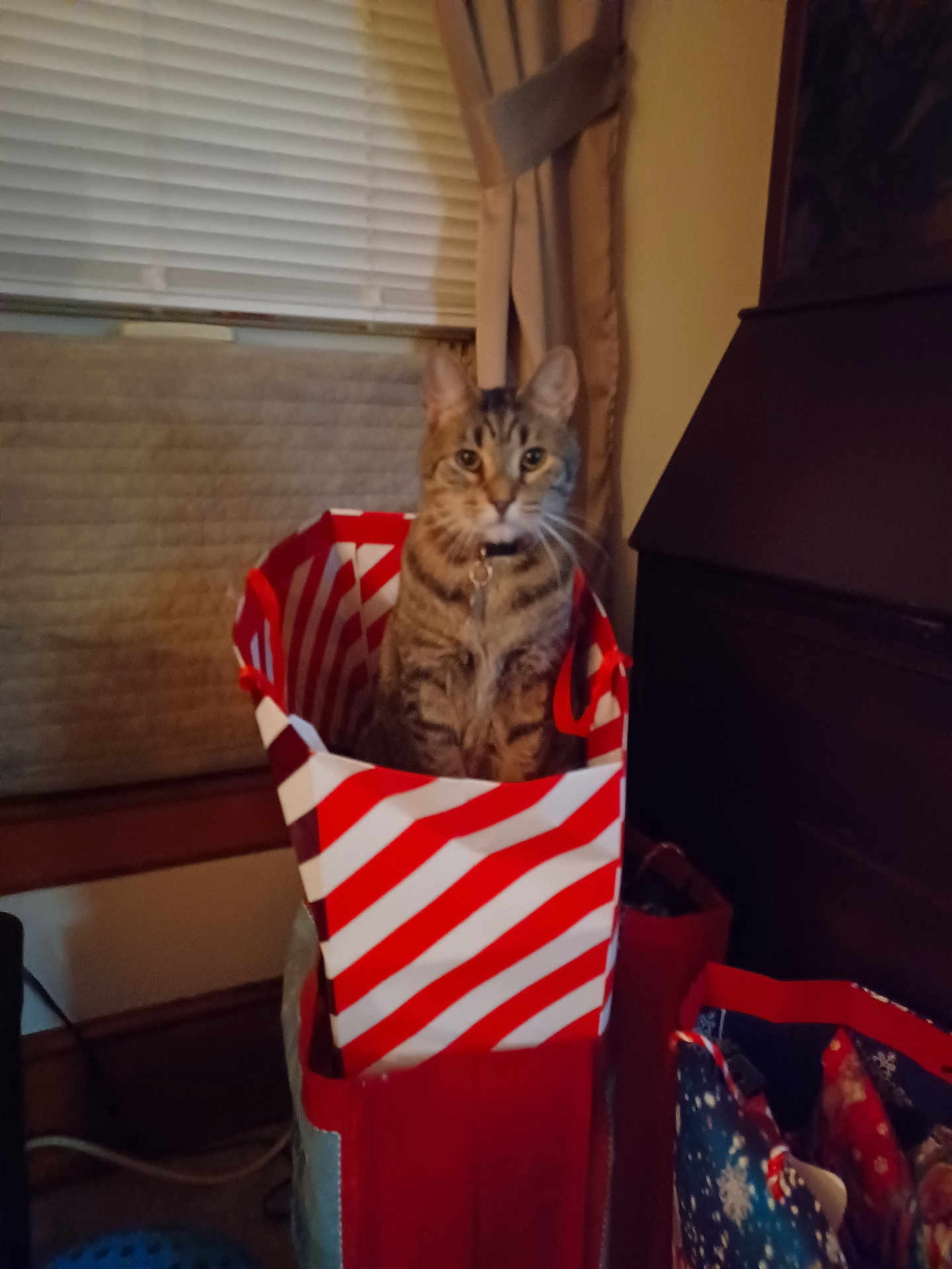Lucky joined the competition — help win amazing prizes! cat, tabby, striped, gift_bag, red, white, indoor, curtains, window, blinds, pet, feline, holiday, decor, bag, sitting, looking, collar, furniture, cozy