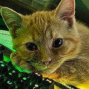 Amonujaku joined the competition — help win amazing prizes! cat, kitten, orange_tabby, keyboard, backlit_keyboard, computer, technology, close_up, indoor, pet, cute, feline, young_cat, resting, curious, whiskers, ears, eyes, lighting, gaming_keyboard