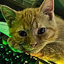 cat, kitten, orange_tabby, keyboard, backlit_keyboard, computer, technology, close_up, indoor, pet, cute, feline, young_cat, resting, curious, whiskers, ears, eyes, lighting, gaming_keyboard