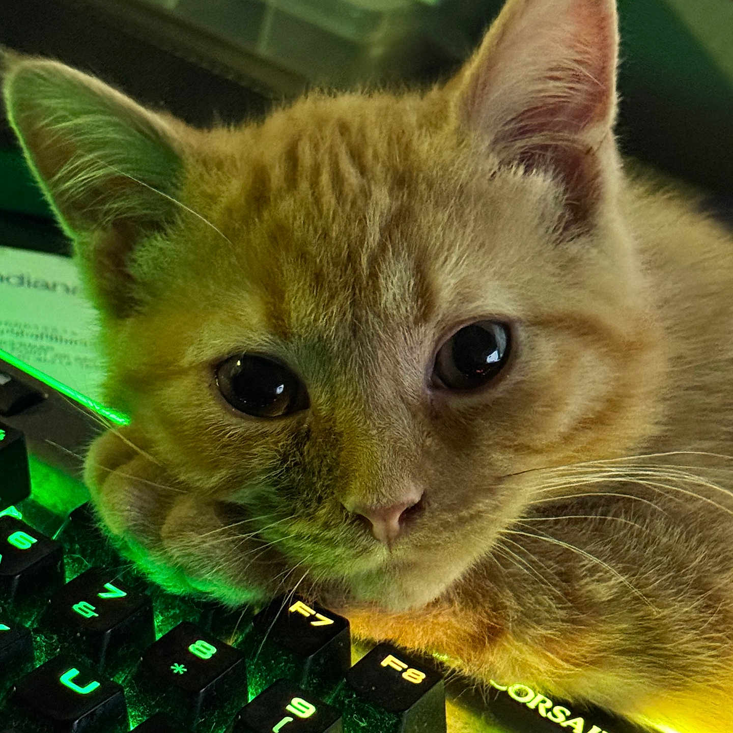 Amonujaku joined the competition — help win amazing prizes! backlit_keyboard, cat, close_up, computer, curious, cute, ears, eyes, feline, gaming_keyboard, indoor, keyboard, kitten, lighting, orange_tabby, pet, resting, technology, whiskers, young_cat