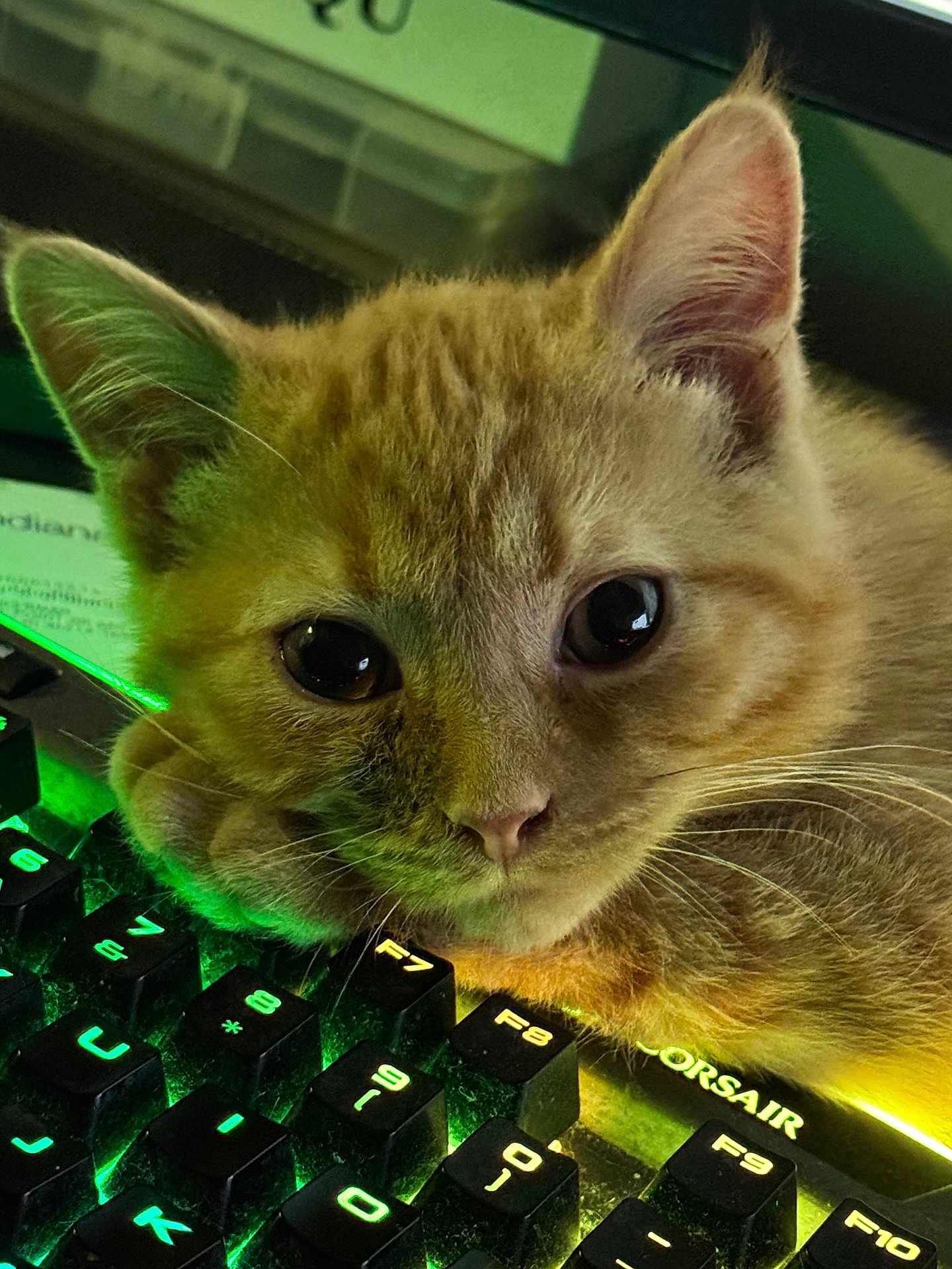 Amonujaku joined the competition — help win amazing prizes! cat, kitten, orange_tabby, keyboard, backlit_keyboard, computer, technology, close_up, indoor, pet, cute, feline, young_cat, resting, curious, whiskers, ears, eyes, lighting, gaming_keyboard