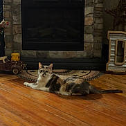 Taffy is registered to the contest to win money with this photo: cat, calico_cat, wooden_floor, fireplace, stone_wall, home_decor, star_decor, rug, indoor, pet, relaxed, flooring, furniture, living_room, cozy, animal, mammal, resting, domestic_cat, quiet