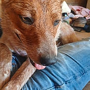 Monroe is registered to the contest to win money with this photo: dog, close_up, tongue_out, fur, denim, leg, resting, indoors, casual, wet_fur, brown_fur, pet, animal, muzzle, paw, happy, cute, companion, relaxed, background_blur