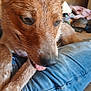 dog, close_up, tongue_out, fur, denim, leg, resting, indoors, casual, wet_fur, brown_fur, pet, animal, muzzle, paw, happy, cute, companion, relaxed, background_blur