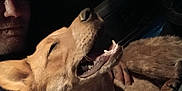 Monroe is registered to the contest to win money with this photo: dog, man, smile, pet, animal, hat, dark, night, indoor, friendship, happy, canine, face, closeup, portrait, companion, fur, teeth, hand, candid