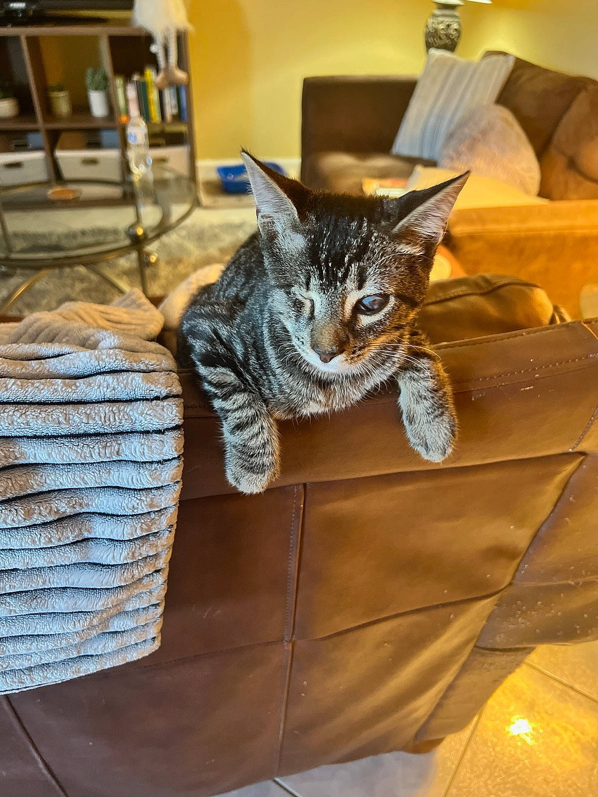 Arthur is registered to the contest to win money with this photo: art, carnivore, cat, chair, comfort, couch, domestic_short_haired_cat, felidae, flooring, fur, grey, metal, room, small_to_medium_sized_cats, snout, tail, textile, whiskers, window, wood