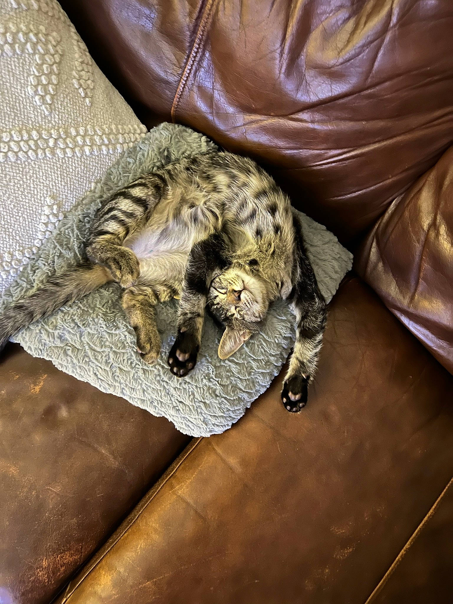 Arthur joined the competition — help win amazing prizes! bedding, bedroom, carnivore, cat, claw, comfort, felidae, fur, linens, metal, military_camouflage, pattern, python, reptile, small_to_medium_sized_cats, sporting_group, tail, terrestrial_animal, whiskers, wood