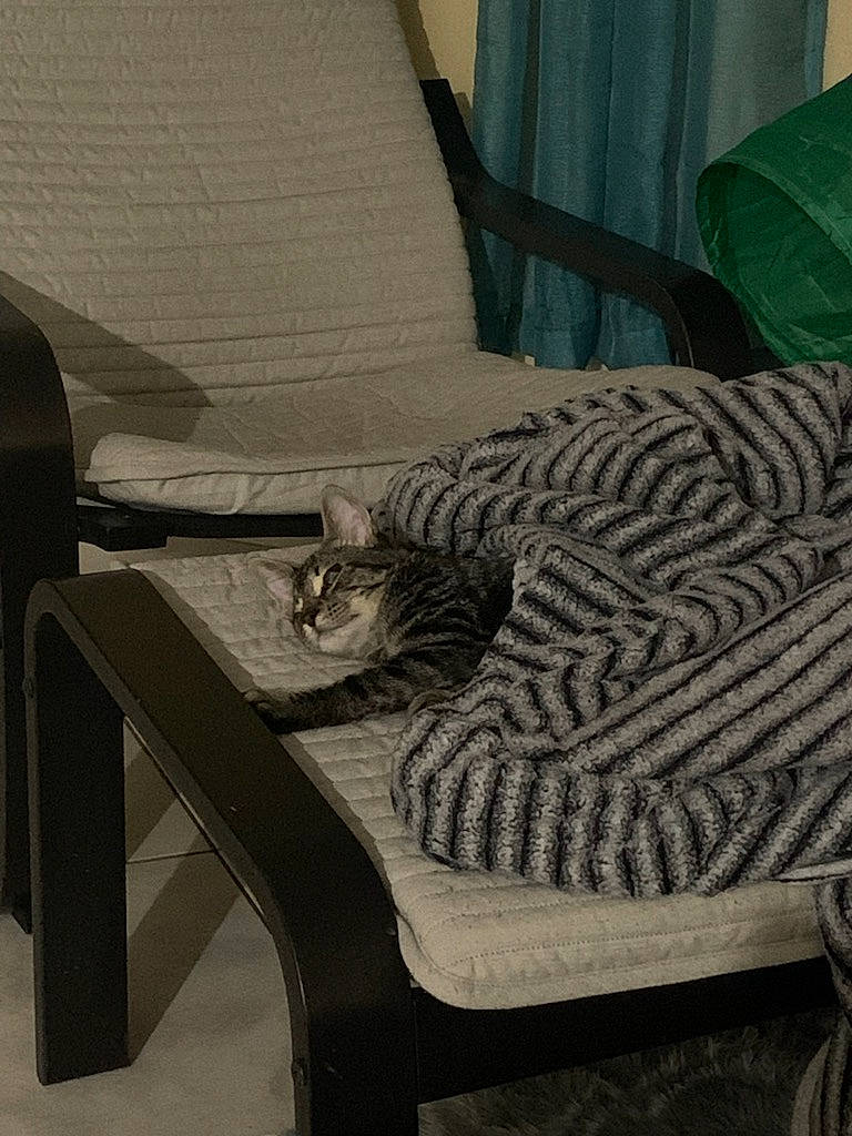 Arthur joined the competition — help win amazing prizes! armrest, carnivore, cat, comfort, curtain, felidae, floor, flooring, furniture, grass, hardwood, living_room, outdoor_furniture, pattern, rectangle, room, small_to_medium_sized_cats, tail, tints_and_shades, wood