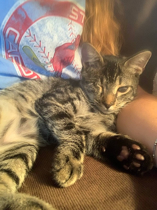 Arthur is registered to the contest to win money with this photo: carnivore, cat, claw, comfort, domestic_short_haired_cat, felidae, fur, paw, small_to_medium_sized_cats, snout, tail, terrestrial_animal, whiskers