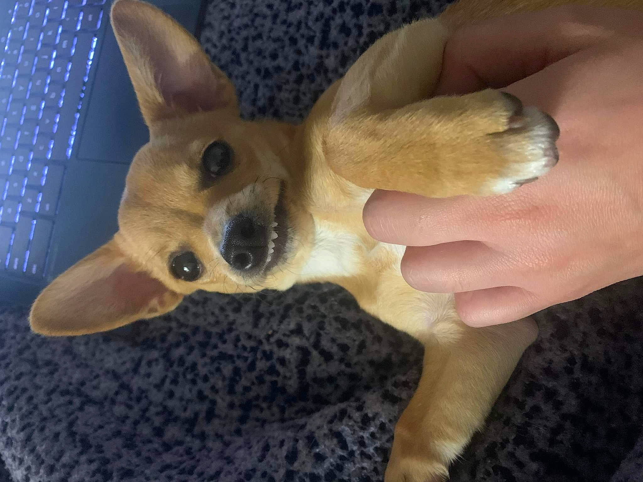 Lily Rose is registered to the contest to win money with this photo: canidae, carnivore, companion_dog, dog, dog_breed, ear, fawn, fur, gesture, nail, non_sporting_group, paw, puppy, sporting_group, tail, terrestrial_animal, thumb, toy_dog, working_animal