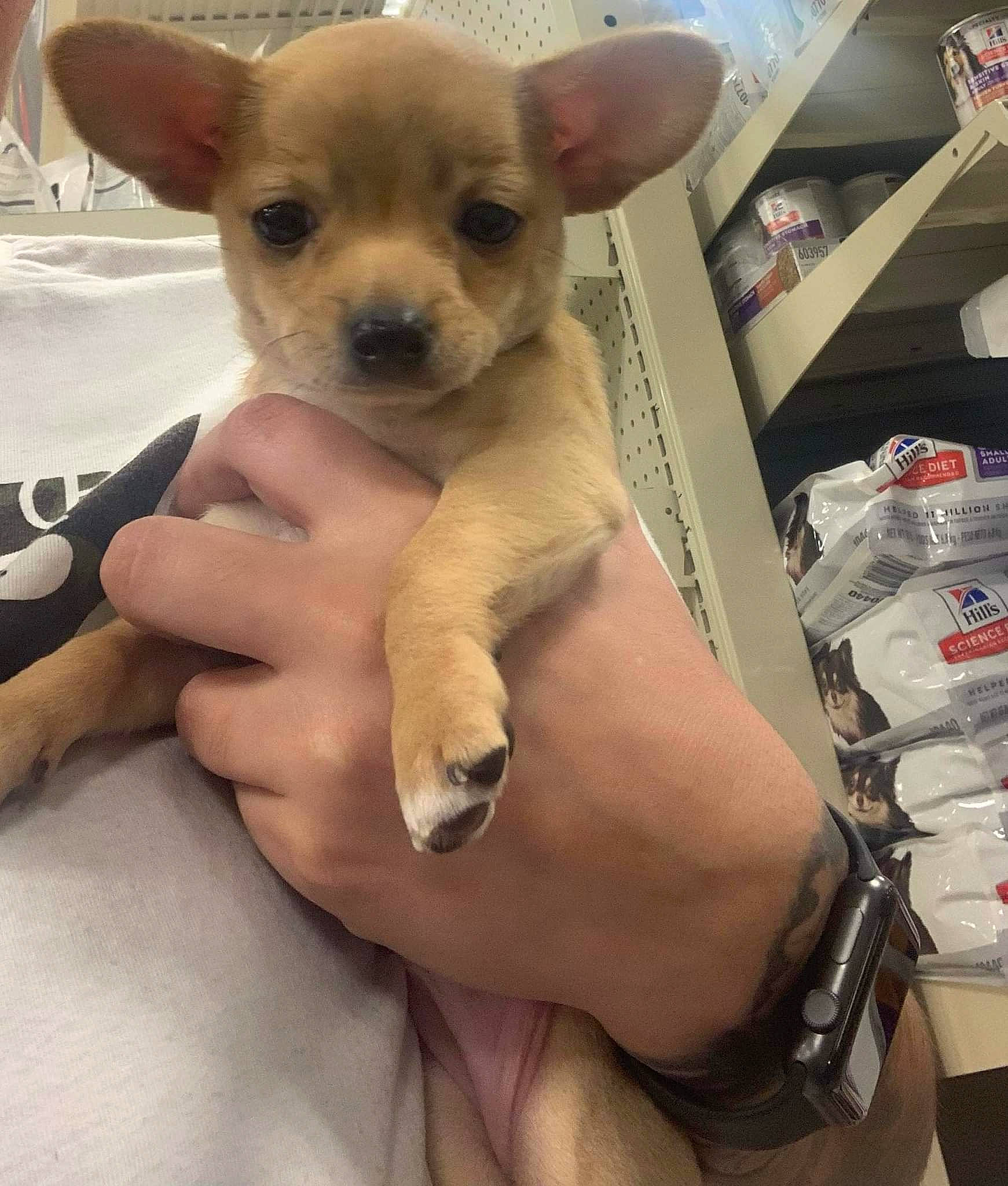 Lily Rose joined the competition — help win amazing prizes! canidae, carnivore, chihuahua, companion_dog, dog, dog_breed, dog_supply, ear, fawn, fur, nail, russkiy_toy, snout, sporting_group, terrestrial_animal, toy_dog, watch, whiskers, working_animal, wrist