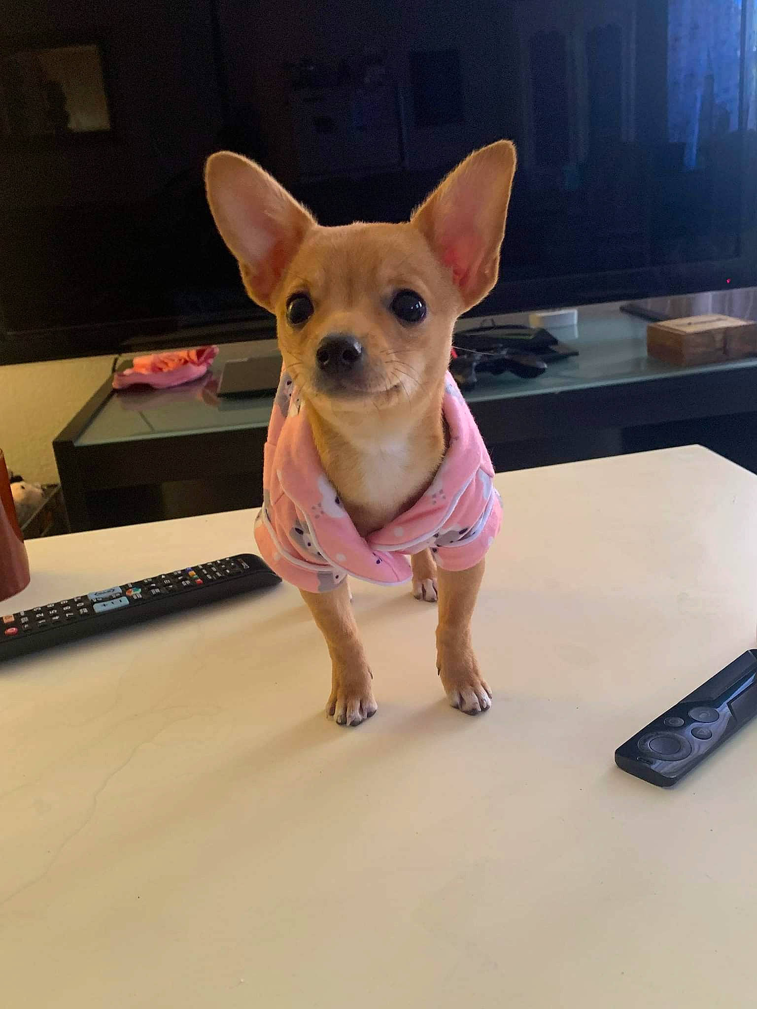 Lily Rose joined the competition — help win amazing prizes! canidae, carnivore, chihuahua, companion_dog, computer_keyboard, desk, dog, dog_breed, dog_clothes, dog_supply, fawn, flooring, paw, remote_control, snout, sporting_group, toy_dog, whiskers, wood, working_animal