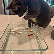 Luna is registered to the contest to win money with this photo: cat, tuxedo_cat, glass_dish, goldfish, water, paw, curious, table, indoor, pet, reflection, animal, feline, playful, closeup, domestic, whiskers, white_paws, orange_fish, container