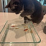 cat, tuxedo_cat, glass_dish, goldfish, water, paw, curious, table, indoor, pet, reflection, animal, feline, playful, closeup, domestic, whiskers, white_paws, orange_fish, container