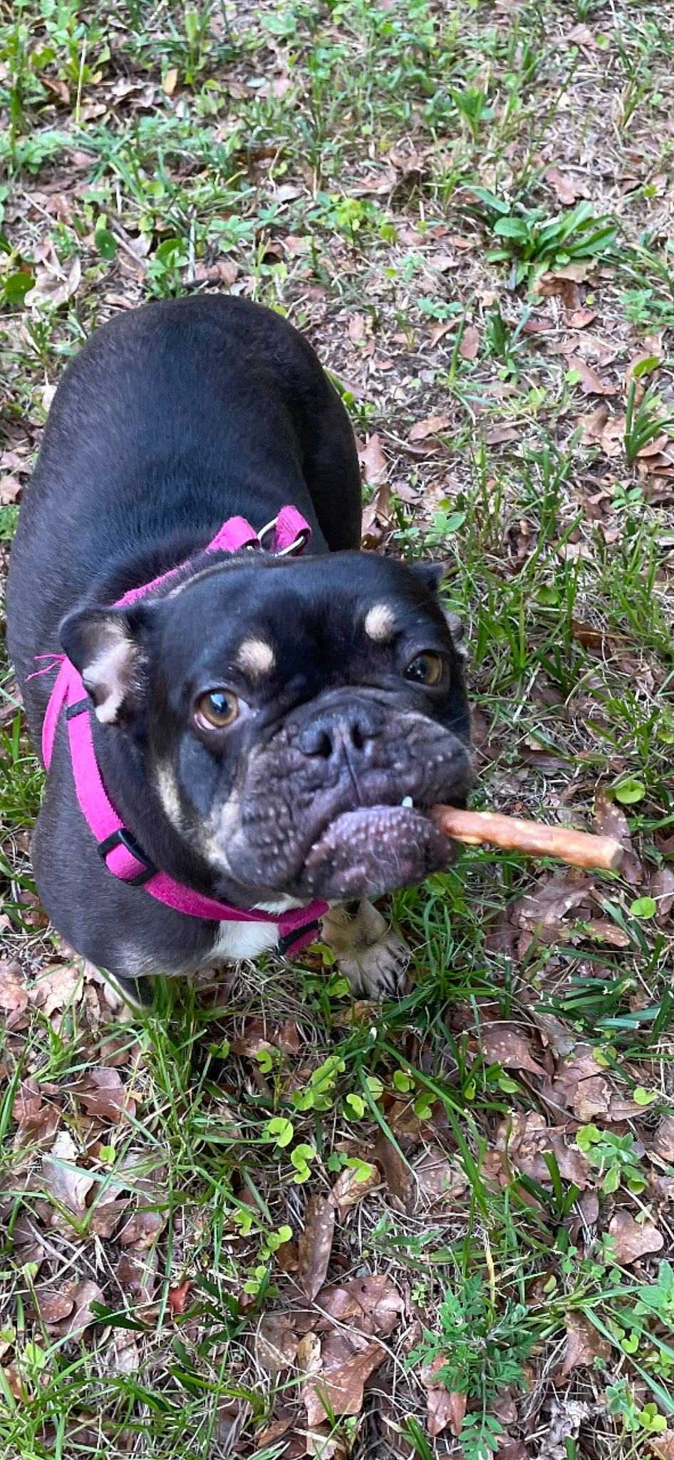Mrs Butterworth is registered to the contest to win money with this photo: boston_terrier, bulldog, canidae, carnivore, collar, companion_dog, dog, dog_breed, dog_collar, fawn, grass, groundcover, molosser, plant, pug, snout, sporting_group, toy_dog, whiskers, working_animal