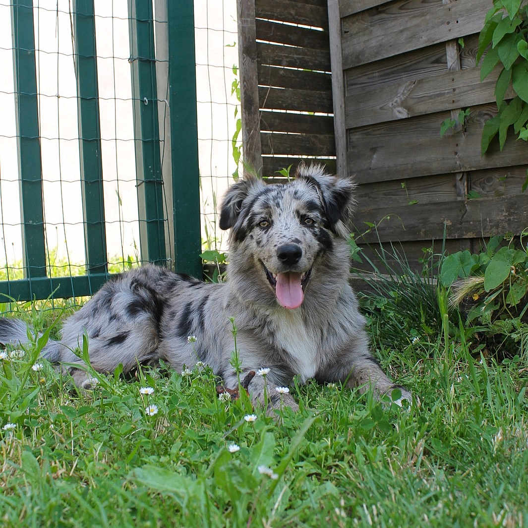 Olden participe au concours pour gagner de l'argent avec cette photo : animal, backyard, ball, canine, dog, football, grass, green, herbal, herbs, nature, outdoors, pet, plant, puppy, soccer, soccerball, sport, wood, yard