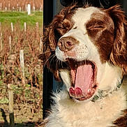 Noisette a rejoint le concours — aidez-le/la à gagner de superbes lots ! animal, brown_and_white, canine, closeup, daytime, dog, expression, fluffy, fur, happy, nature, outdoor, pet, portrait, relaxed, sunlight, tongue, tongue_out, vineyard, yawning