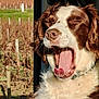 animal, brown_and_white, canine, closeup, daytime, dog, expression, fluffy, fur, happy, nature, outdoor, pet, portrait, relaxed, sunlight, tongue, tongue_out, vineyard, yawning
