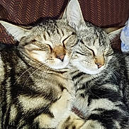 Rox Et Rocky participe au concours pour gagner de l'argent avec cette photo : cat, tabby, sleeping, snuggling, feline, pet, fur, whiskers, closeup, cozy, resting, animal, cute, domestic, soft, two_cats, striped, ears, face, companion