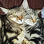 cat, tabby, sleeping, snuggling, feline, pet, fur, whiskers, closeup, cozy, resting, animal, cute, domestic, soft, two_cats, striped, ears, face, companion