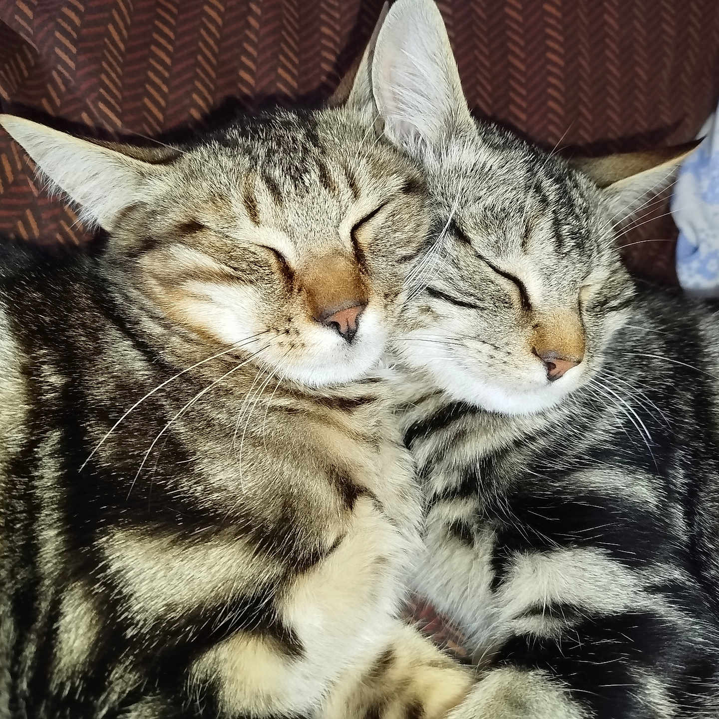 Rox Et Rocky participe au concours pour gagner de l'argent avec cette photo : animal, cat, closeup, companion, cozy, cute, domestic, ears, face, feline, fur, pet, resting, sleeping, snuggling, soft, striped, tabby, two_cats, whiskers
