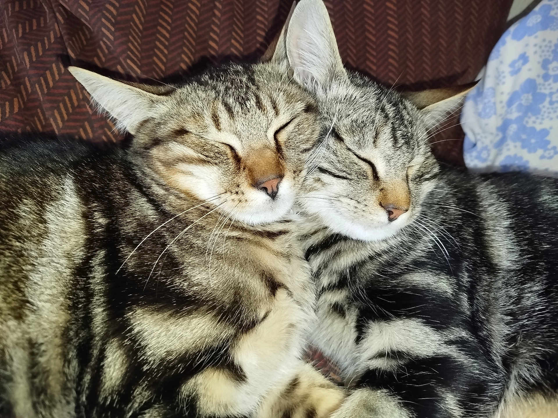 Rox Et Rocky