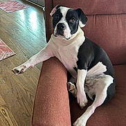 Prancer joined the competition — help win amazing prizes! dog, black_and_white, armchair, indoor, wood_floor, relaxed, pet, canine, paw, furniture, cozy, home, casual, resting, cute, domestic_animal, comfortable, portrait, living_room, sunlight
