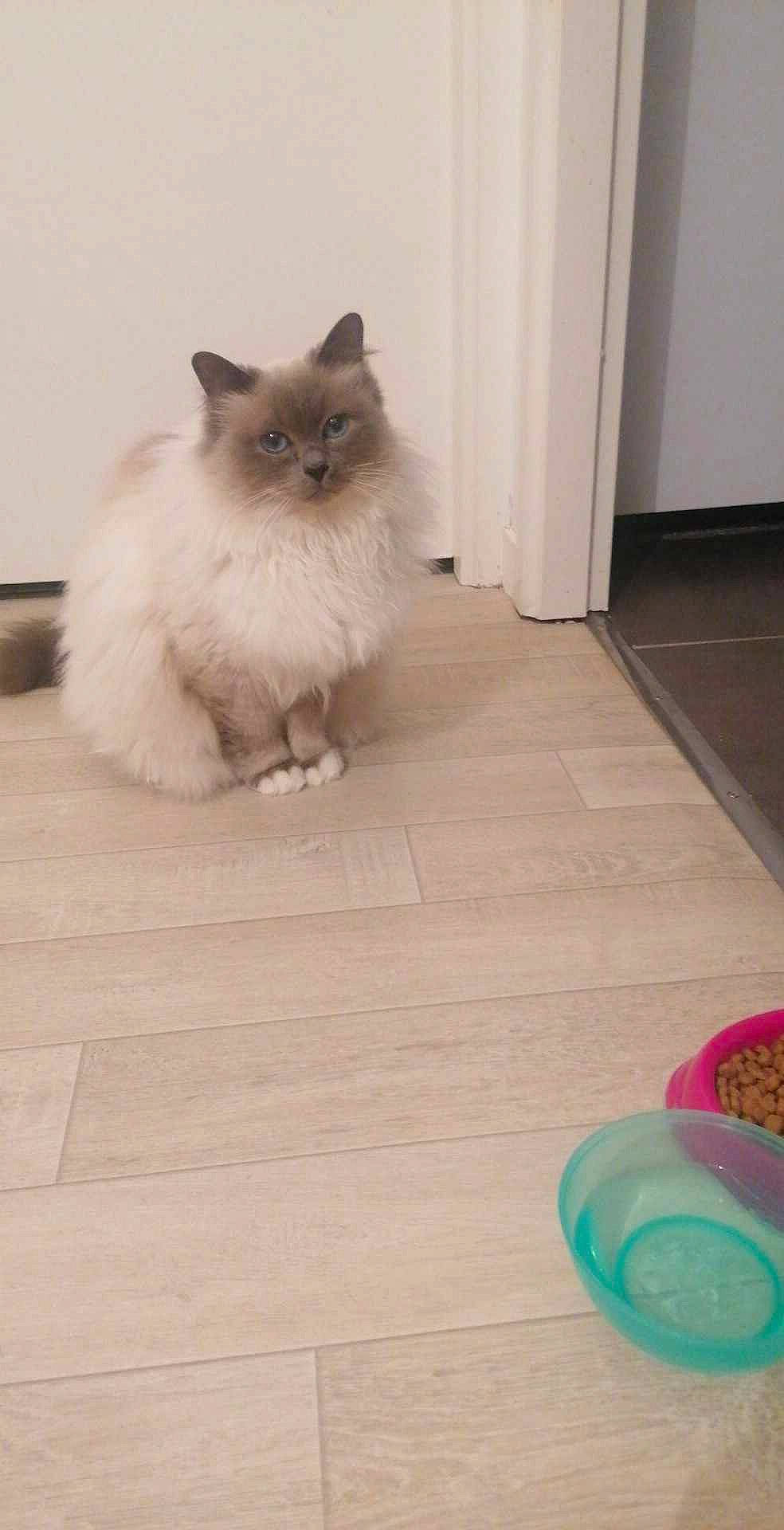 Palma a rejoint le concours — aidez-le/la à gagner de superbes lots ! birman, carnivore, cat, door, fawn, felidae, floor, flooring, fur, hardwood, laminate_flooring, plastic, ragdoll, siamese, small_to_medium_sized_cats, tail, whiskers, wood, wood_flooring, wood_stain