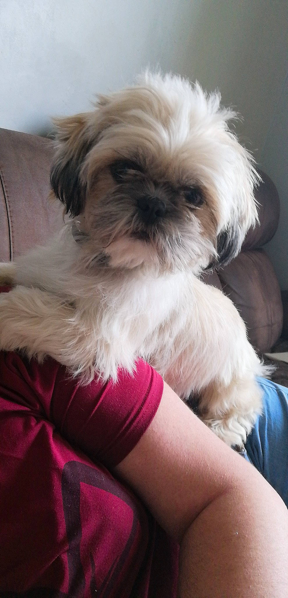 Prunelle a rejoint le concours — aidez-le/la à gagner de superbes lots ! canidae, carnivore, chinese_imperial_dog, companion_dog, dog, dog_breed, kyi_leo, lhasa_apso, maltepoo, mammal, morkie, non_sporting_group, puppy, puppy_love, schnoodle, shih_poo, shih_tzu, snout, toy_dog, vertebrate