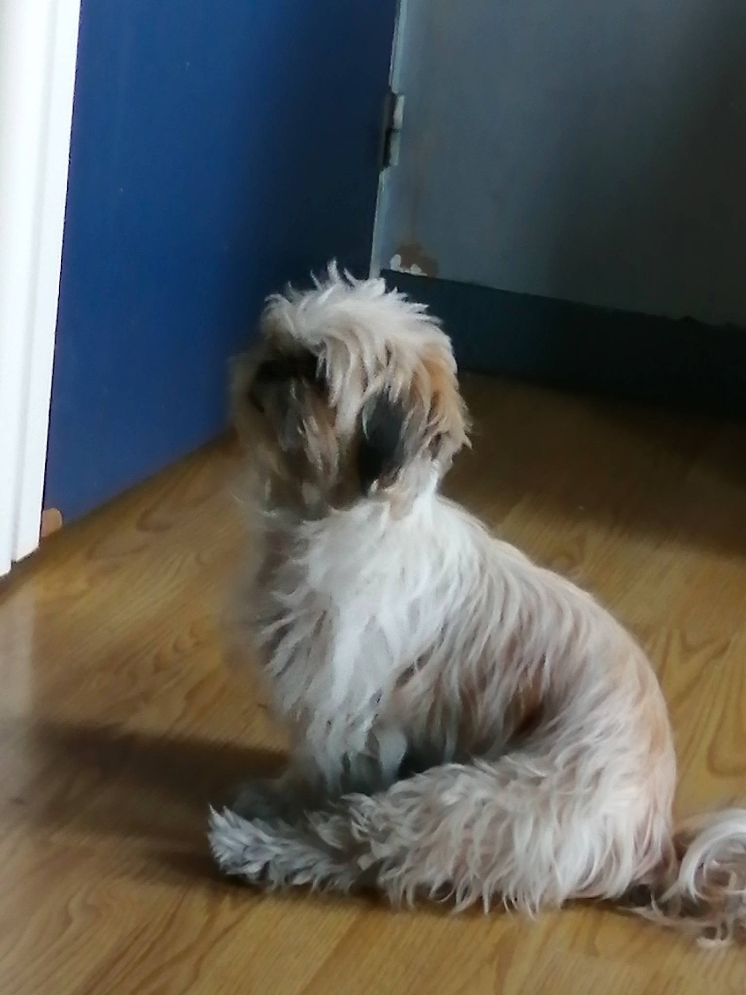 Prunelle participe au concours pour gagner de l'argent avec cette photo : bolonka, canidae, carnivore, companion_dog, dog, dog_breed, glen_of_imaal_terrier, havanese, irish_soft_coated_wheaten_terrier, lhasa_apso, mammal, poodle_crossbreed, puppy, schnoodle, shih_tzu, sporting_group, sporting_lucas_terrier, terrier, tibetan_terrier, vertebrate