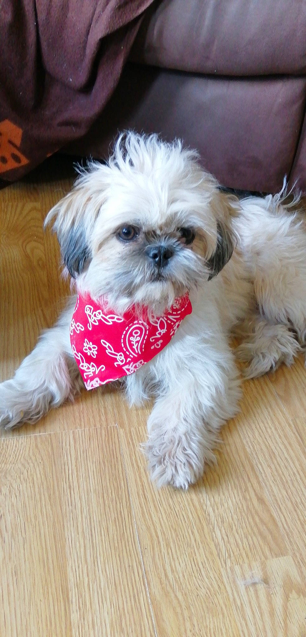 Prunelle a rejoint le concours — aidez-le/la à gagner de superbes lots ! bolonka, canidae, carnivore, chinese_imperial_dog, companion_dog, dog, dog_breed, dog_clothes, kyi_leo, lhasa_apso, mal_shi, maltepoo, maltese, mammal, morkie, pekapoo, puppy, shih_poo, shih_tzu, vertebrate