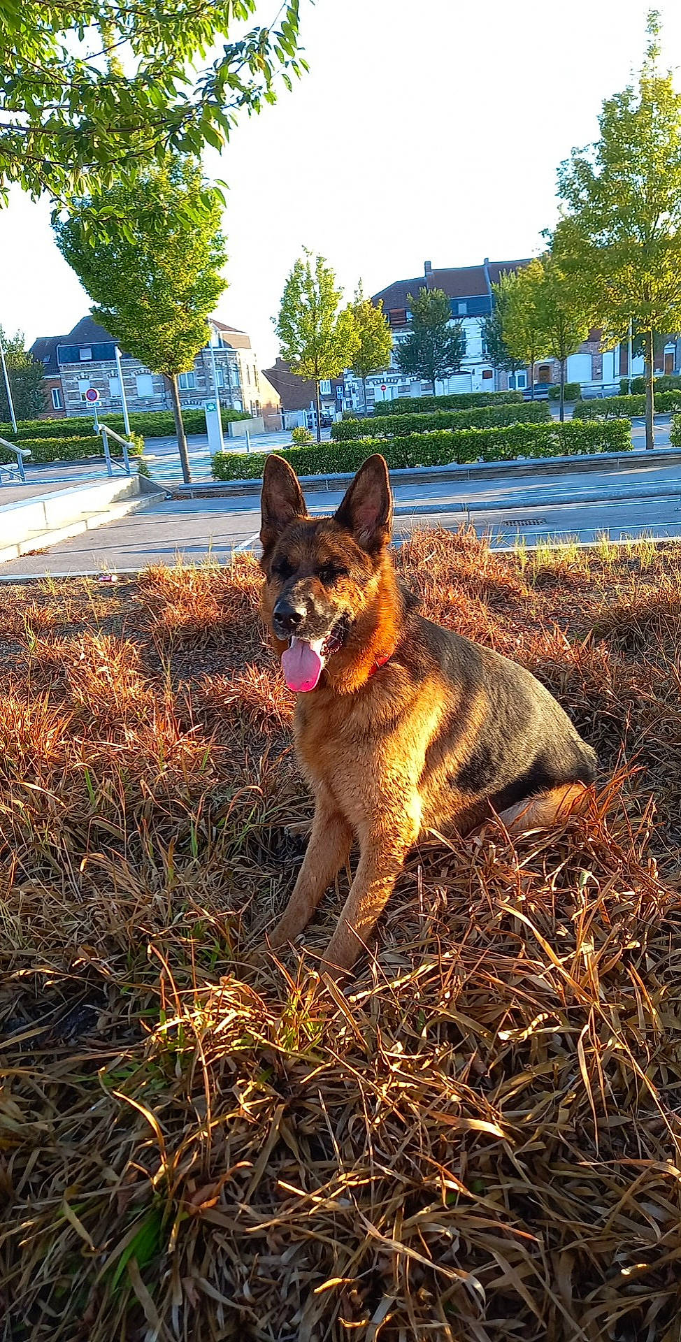 Ouragan participe au concours pour gagner de l'argent avec cette photo : canidae, carnivore, companion_dog, dog, dog_breed, fawn, german_shepherd_dog, grass, herding_dog, landscape, plant, road_surface, sky, soil, sporting_group, tail, tints_and_shades, tree, window, working_dog