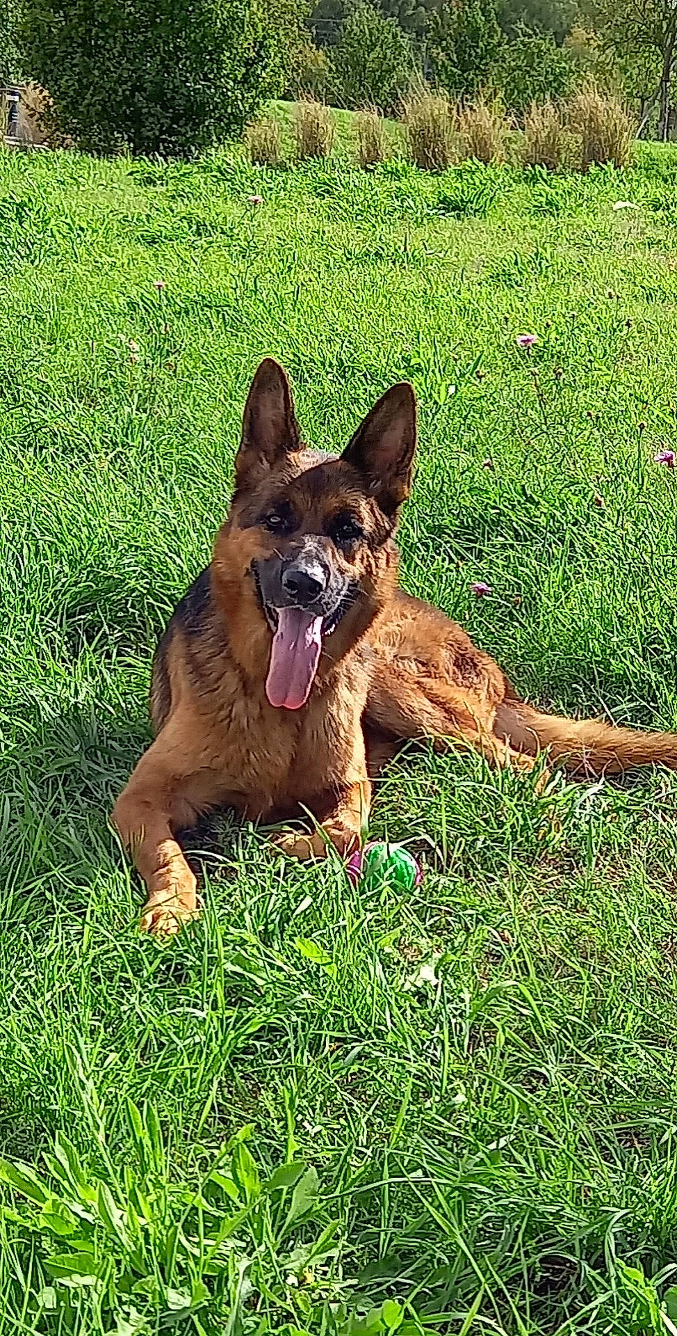 Ouragan a rejoint le concours — aidez-le/la à gagner de superbes lots ! art, canidae, carnivore, companion_dog, dog, dog_breed, east_european_shepherd, eye, fawn, german_shepherd_dog, grass, grassland, herding_dog, liver, old_german_shepherd_dog, plant, sporting_group, terrestrial_animal, working_animal, working_dog