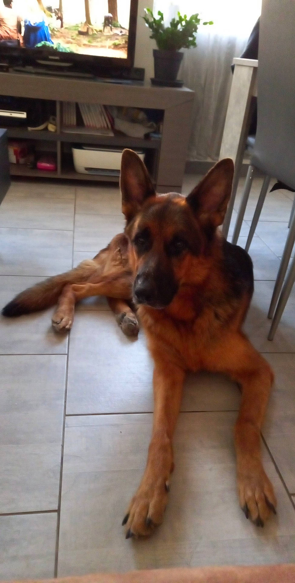 Ouragan a rejoint le concours — aidez-le/la à gagner de superbes lots ! carnivore, companion_dog, dog, dog_breed, east_european_shepherd, fawn, floor, flooring, foot, german_shepherd_dog, guard_dog, hardwood, herding_dog, snout, sporting_group, terrestrial_animal, window, wood, working_animal, working_dog