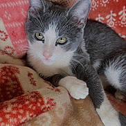 Opal is registered to the contest to win money with this photo: kitten, cat, gray_and_white, fur, paw, blanket, patterned_blanket, cozy, cute, pet, animal, indoor, resting, lying_down, whiskers, ears, tail, soft, young_cat, green_eyes