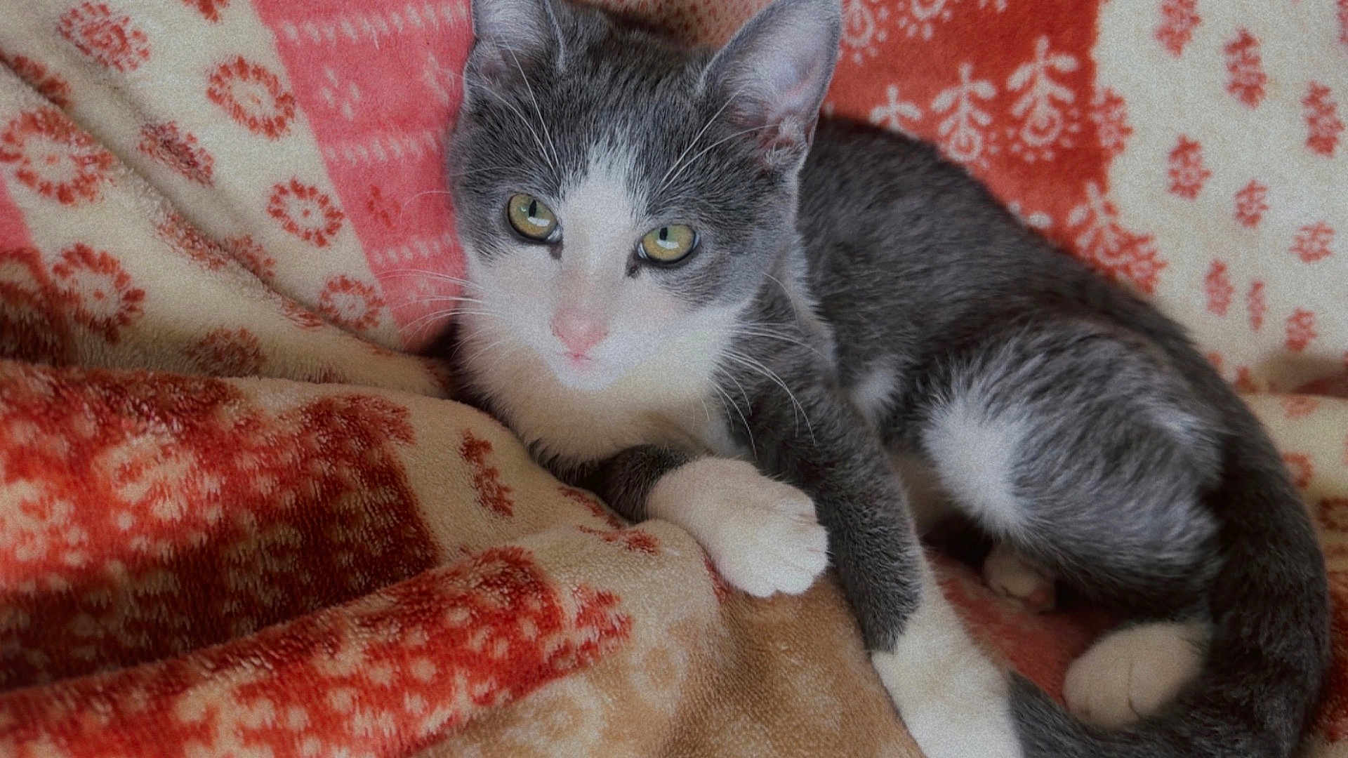 Opal is registered to the contest to win money with this photo: kitten, cat, gray_and_white, fur, paw, blanket, patterned_blanket, cozy, cute, pet, animal, indoor, resting, lying_down, whiskers, ears, tail, soft, young_cat, green_eyes