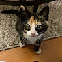 Yama is registered to the contest to win money with this photo: animal, calico, carpet, cat, curious, cute, feline, floor, indoor, jeans, kitten, looking_up, paw, person, pet, sock, tail, whiskers, wooden_floor, young