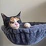 Yama is registered to the contest to win money with this photo: animal, calico_cat, cat, closeup, comfortable, cozy, cute, feline, fur, gray, hammock_bed, indoor, paw, pet, pink_nose, relaxed, resting, sleeping, soft_bed, whiskers
