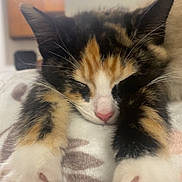 Yama is registered to the contest to win money with this photo: animal, blanket, calico_cat, close_up, cozy, cute, domestic_cat, feline, fur, indoor, kitten, nap, paws, pet, pink_nose, relaxed, resting, sleeping, soft, whiskers