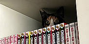 Yama is registered to the contest to win money with this photo: animal, books, bookshelf, calico, cat, collection, colorful, curious, eyes, feline, home, indoor, literature, manga, peeking, pet, quiet, reading, shelf, stack