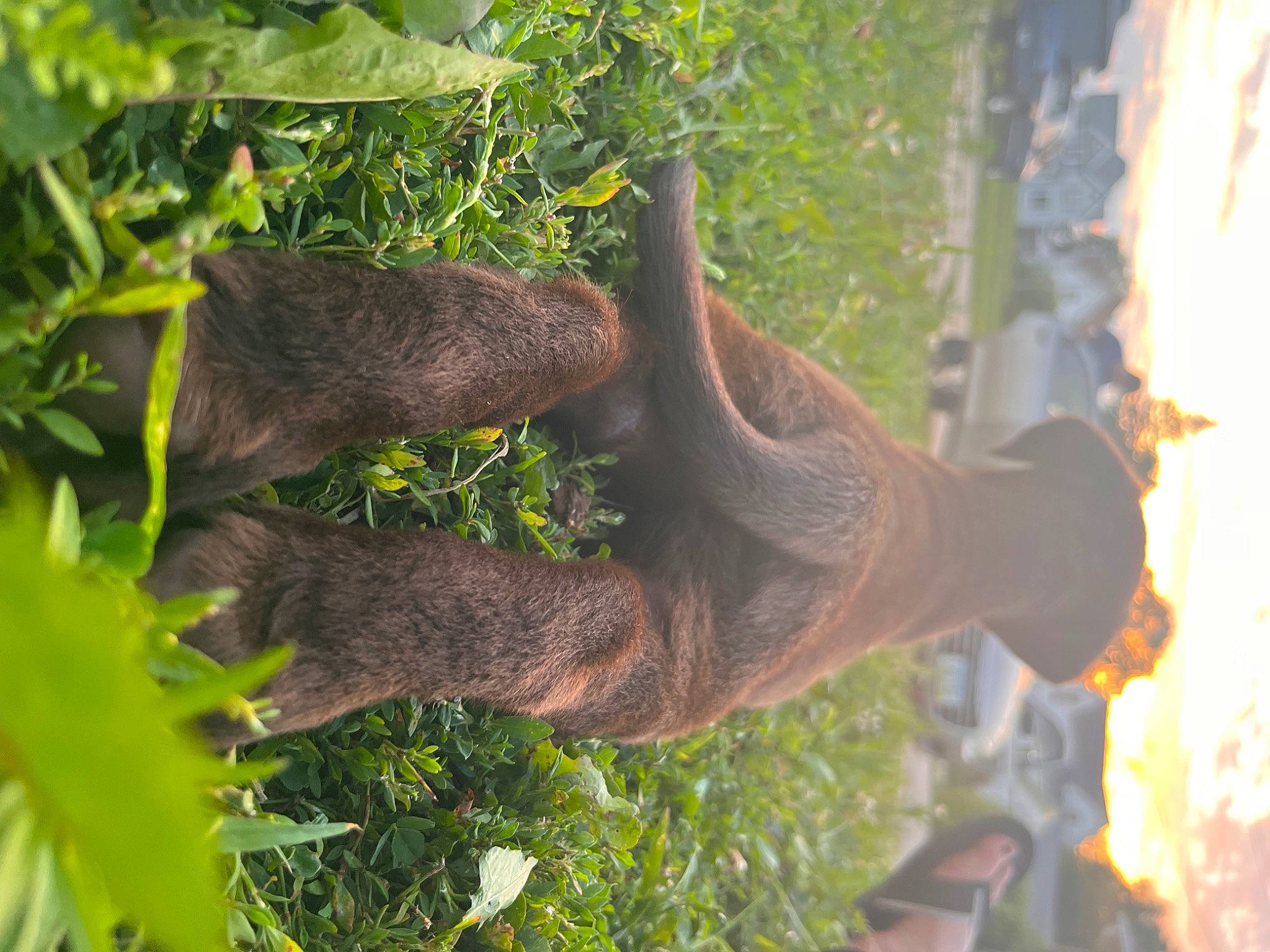 Duke joined the competition — help win amazing prizes! art, botany, fawn, grass, groundcover, leaf, liver, mammal, natural_material, plant, sculpture, soil, terrestrial_animal, terrestrial_plant, tree, trunk, twig, wildlife, wood, working_animal