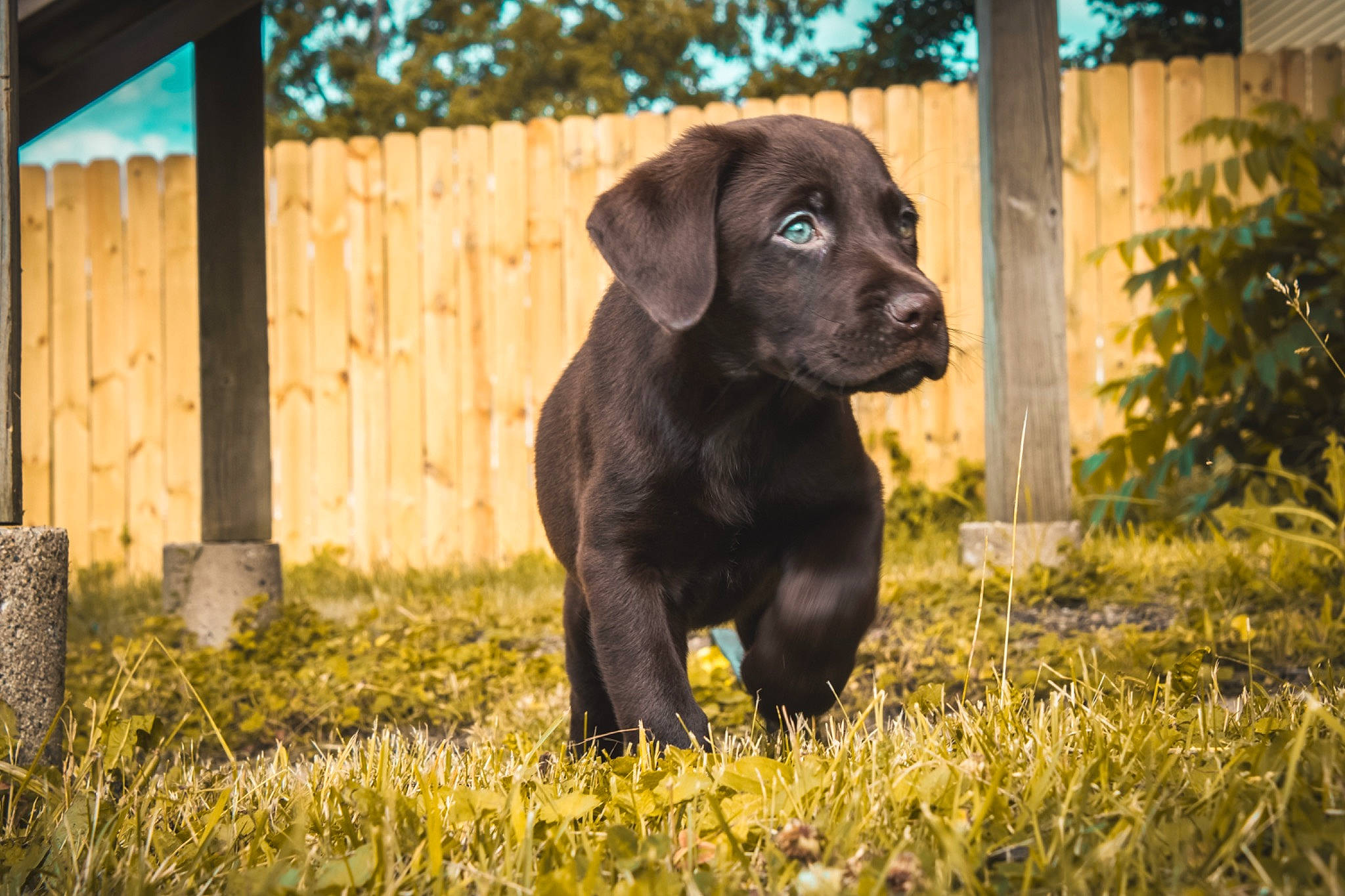 Duke joined the competition — help win amazing prizes! borador, canidae, carnivore, companion_dog, dog, dog_breed, door, fawn, fur, grass, gun_dog, liver, plant, retriever, snout, sporting_group, terrestrial_animal, tree, wood, working_animal
