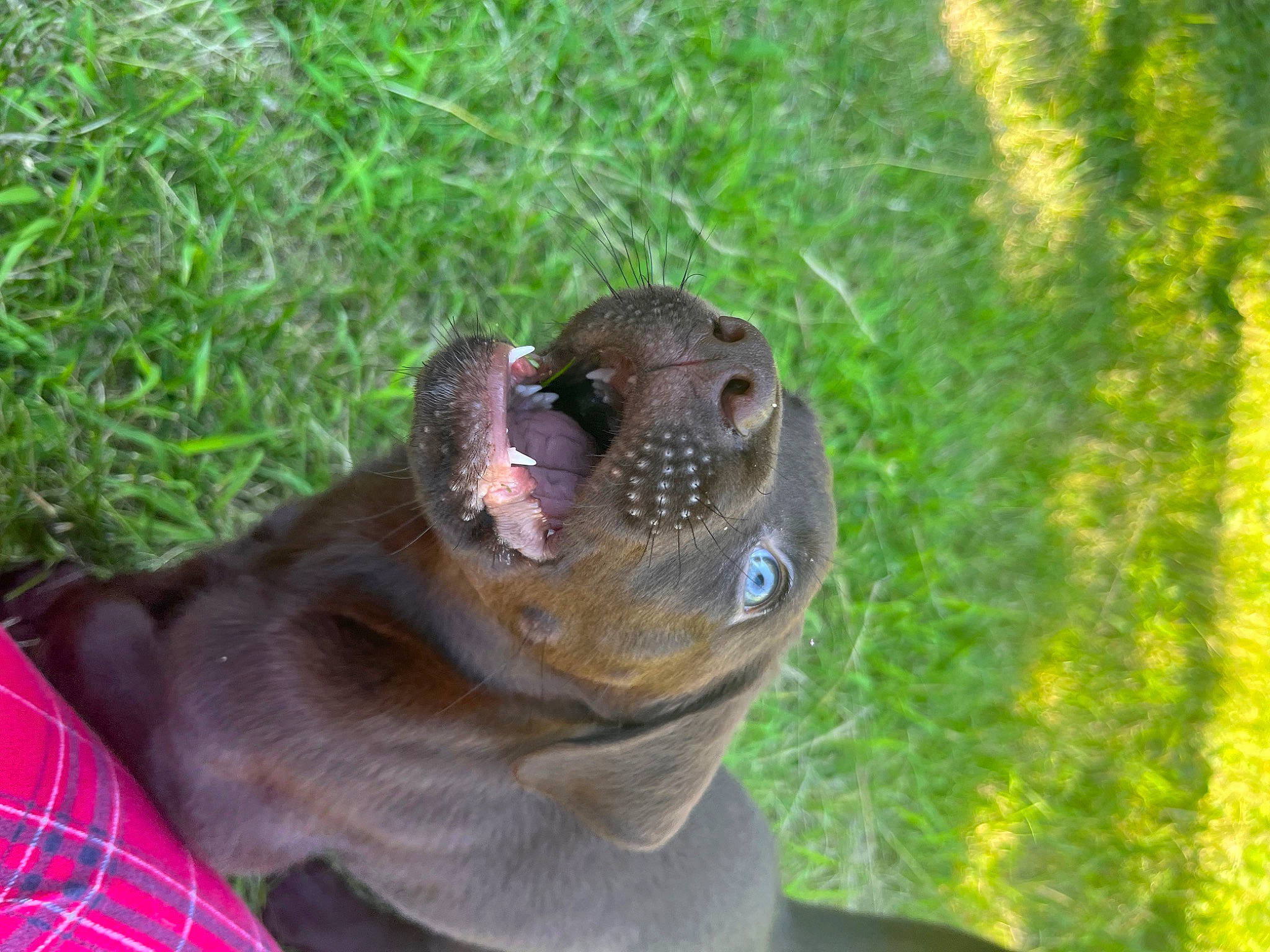 Duke joined the competition — help win amazing prizes! canidae, carnivore, companion_dog, dog, dog_breed, eye, fawn, grass, liver, plaid, plant, reptile, snout, sporting_group, tartan, terrestrial_animal, whiskers, wildlife, working_animal, wrinkle