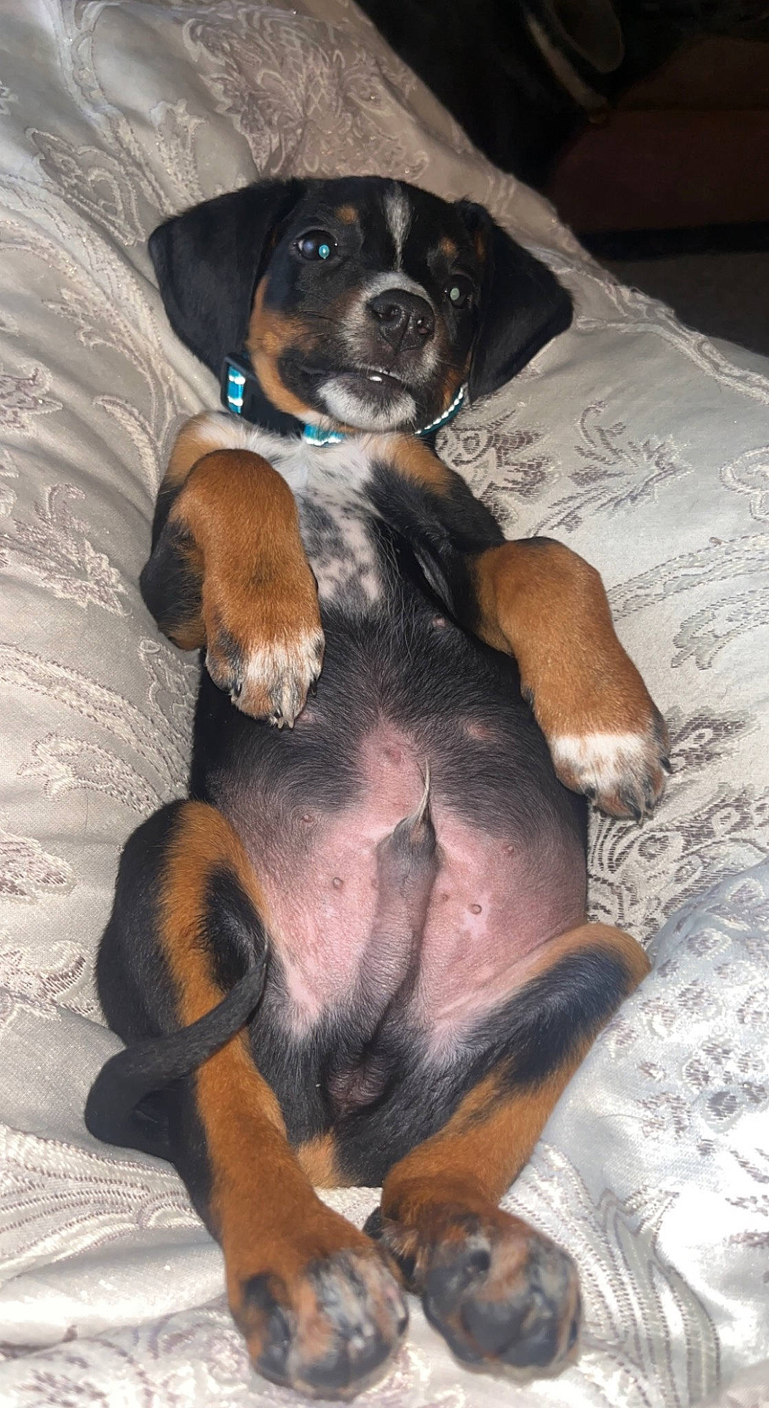 Chevy is registered to the contest to win money with this photo: beaglier, canidae, carnivore, comfort, companion_dog, dog, dog_breed, dog_supply, fawn, finnish_hound, fur, hound, paw, scent_hound, snout, sporting_group, tail, terrestrial_animal, working_animal, working_dog