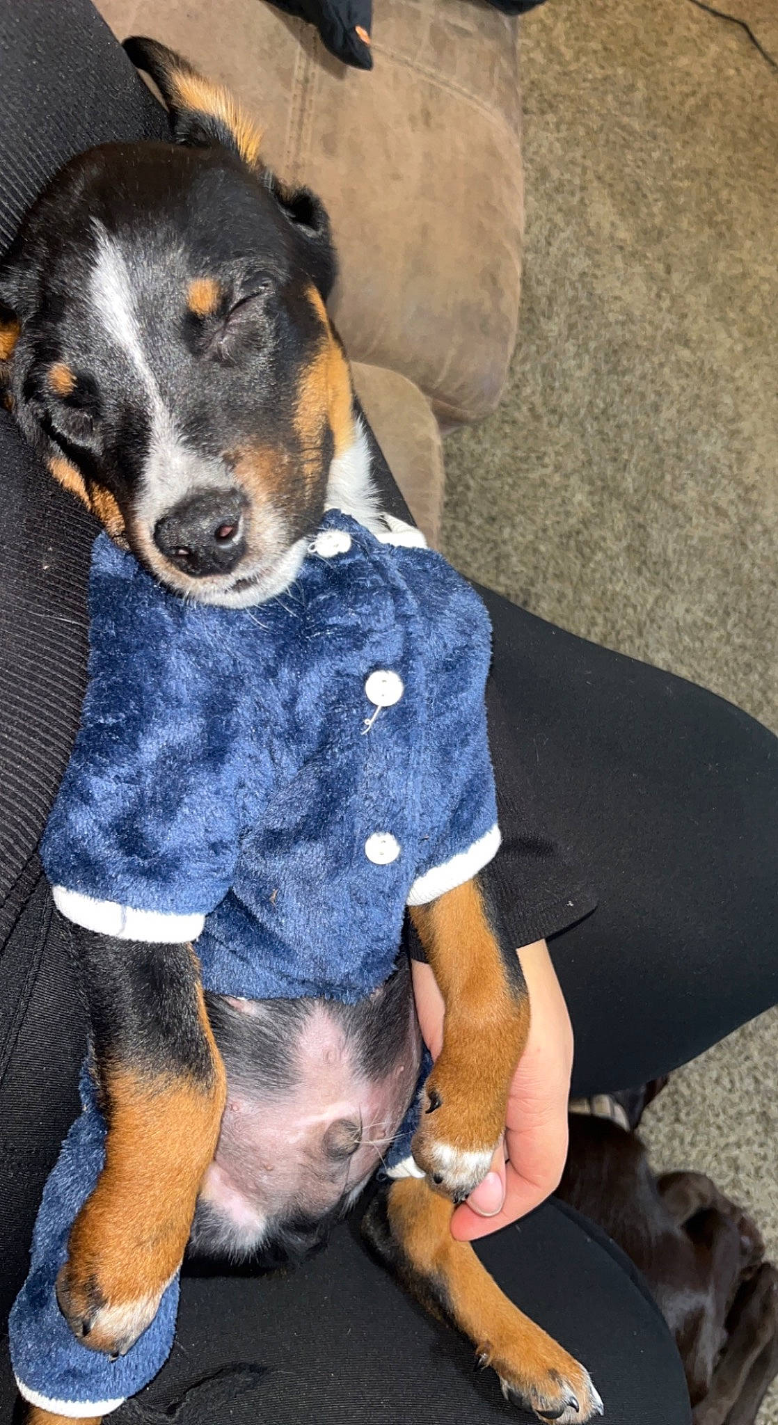 Chevy is registered to the contest to win money with this photo: beer, canidae, carnivore, collar, comfort, companion_dog, dog, dog_breed, dog_clothes, dog_supply, elbow, electric_blue, human_leg, knee, sitting, snout, sporting_group, thigh, working_animal, working_dog